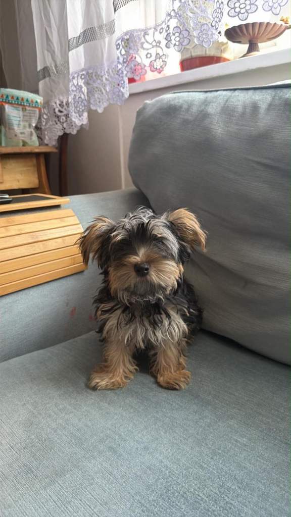 Yorkishire terrier 