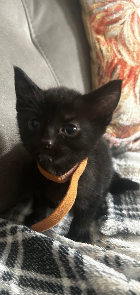 2 black kittens one boy one girl ready to leave 29/8