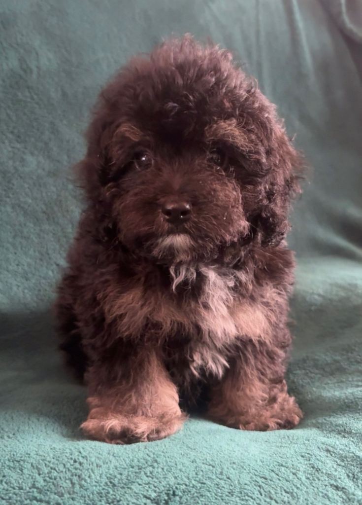 Stunning Cavapoo puppies 