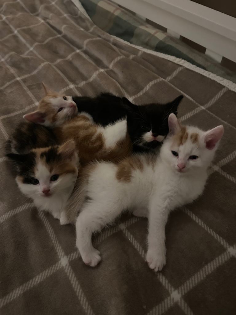 4 DSH/DLH Calico kittens 