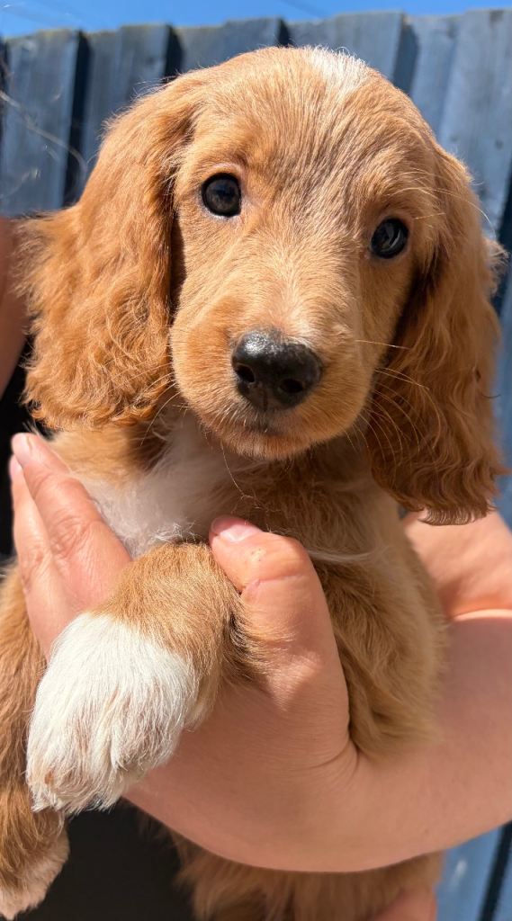 Beautiful Fox Red Cockapoo Girl – Ready Now