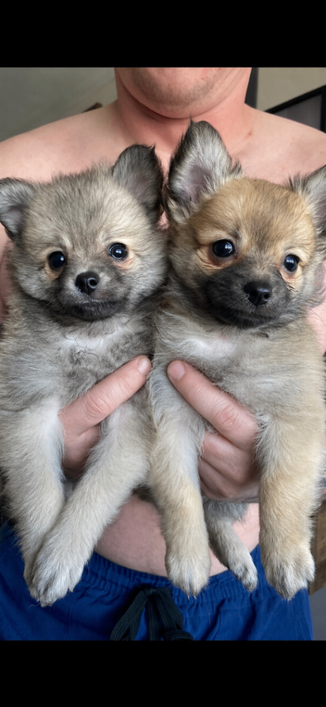 Pomeranian dogs male