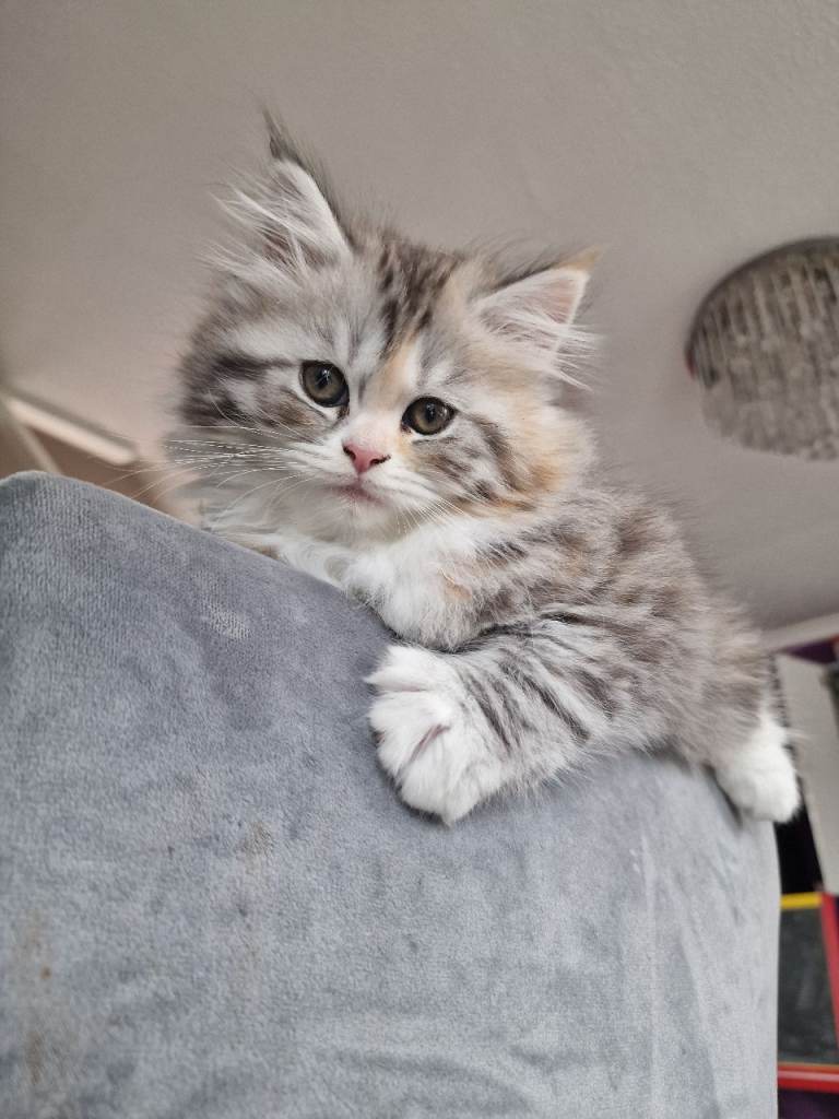 Beautiful kittens British longhaired