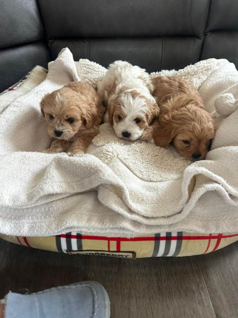 Cavapoo puppies 