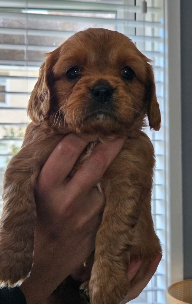CAVAPOO PUPS 