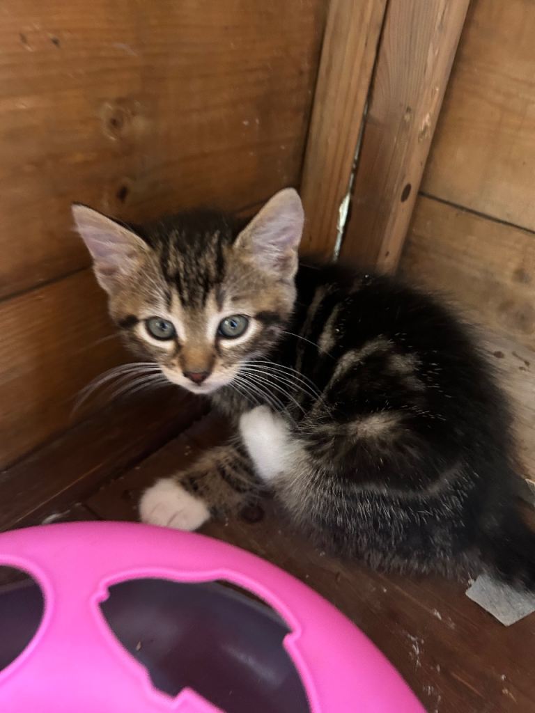 1 kitten=£140,2 kittens=£220 and 3 kittens for £340