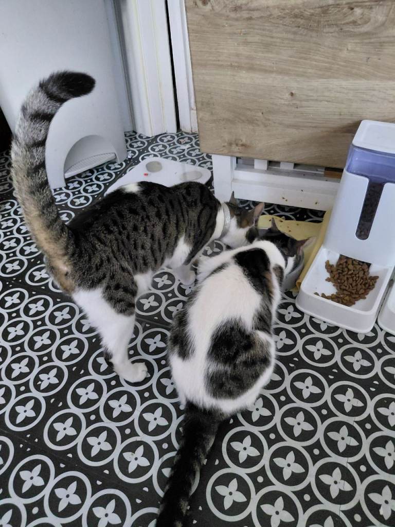 2 sister kitties need rehoming 