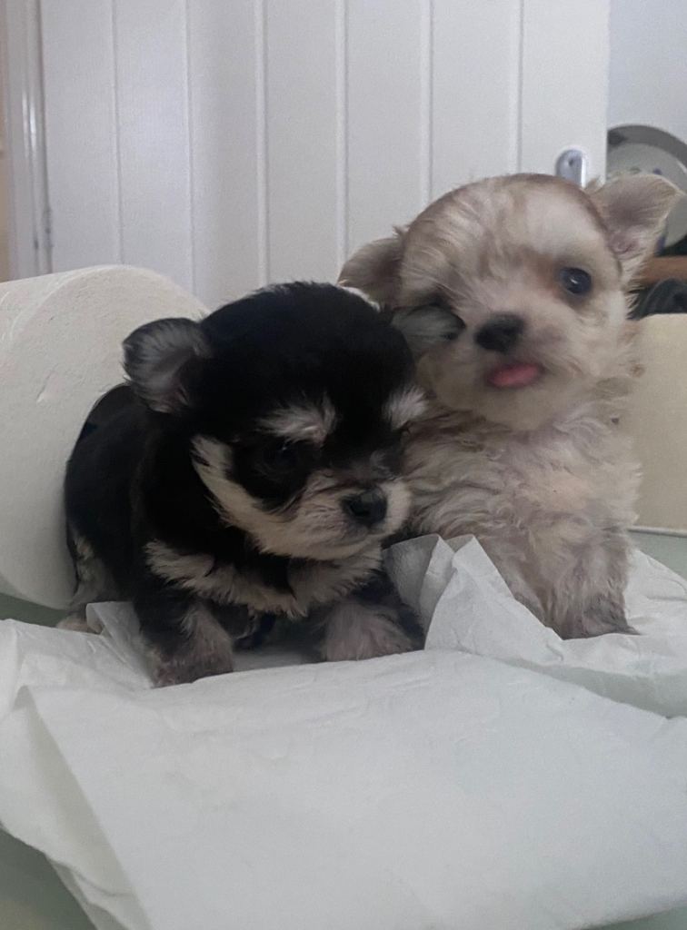 Malasi puppies 