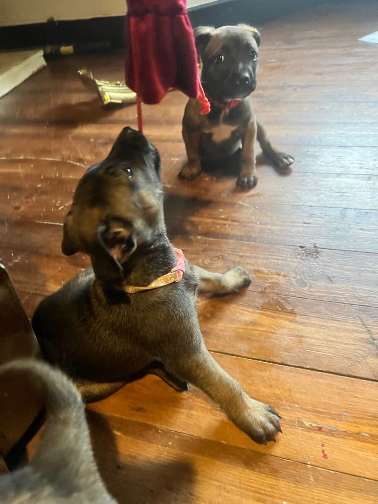 Belgium Mali x shepherd 