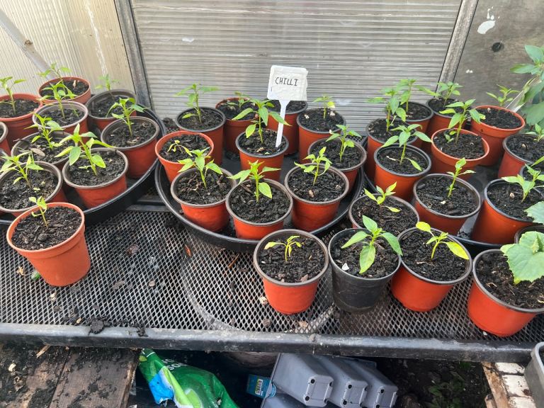 Healthy Chilli Pepper Seedlings – Ready to Plant 🌶️🌱