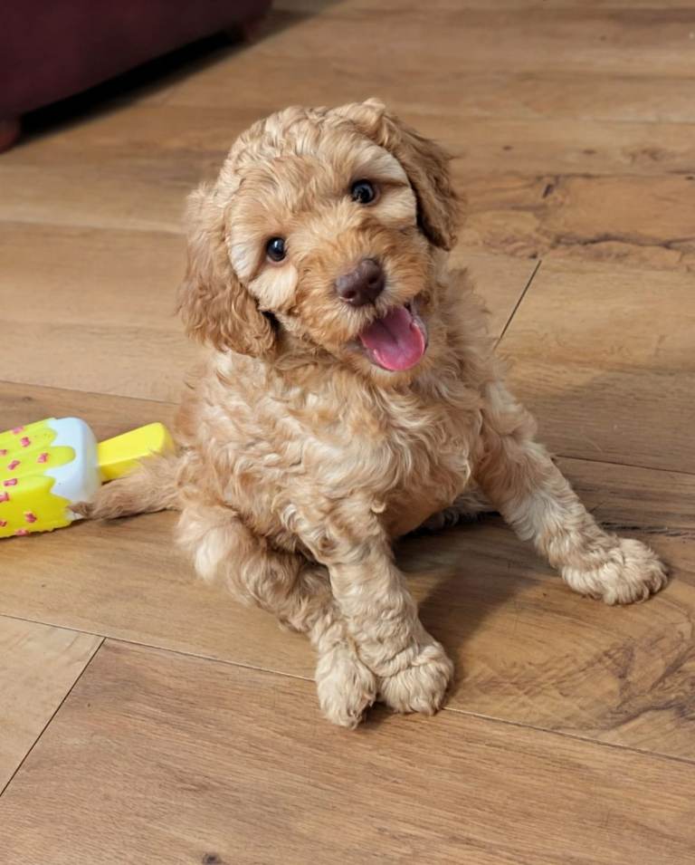 Cockerpoo puppies