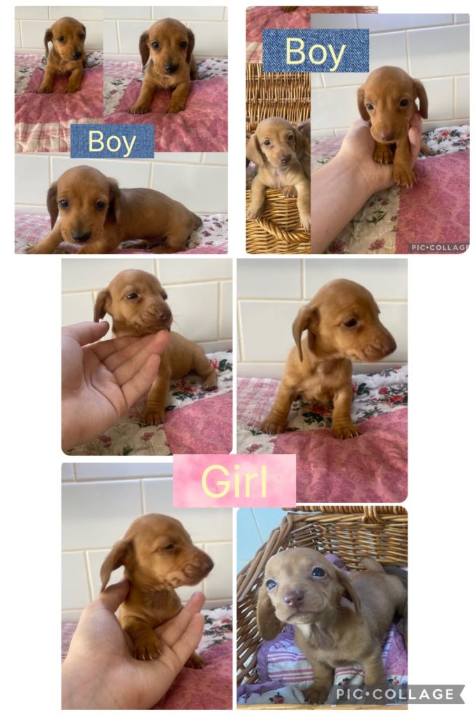 Litter Of 4 Mini Dachshund Puppies 