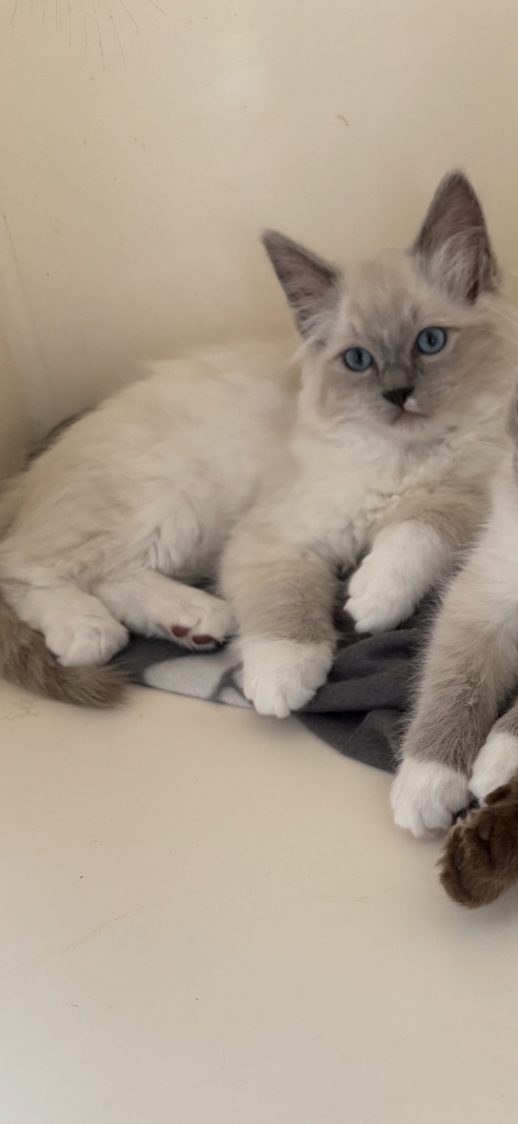 Ragdoll kittens