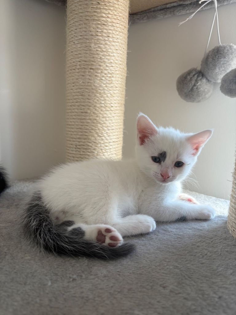 READY NOW Beautiful Kittens