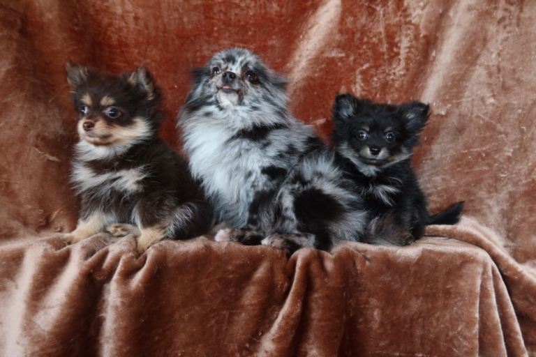 Pomeranian 