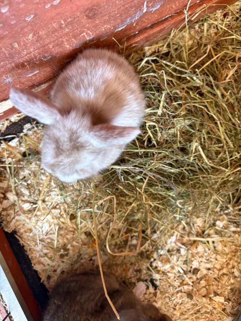 READY NOW Mini lop bunnies x5