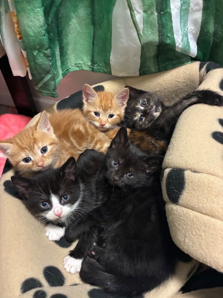 Kittens for sale.  All now sold. 