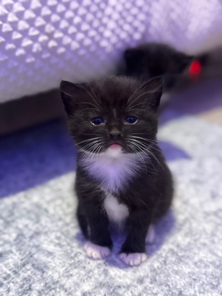 Beautiful Kittens