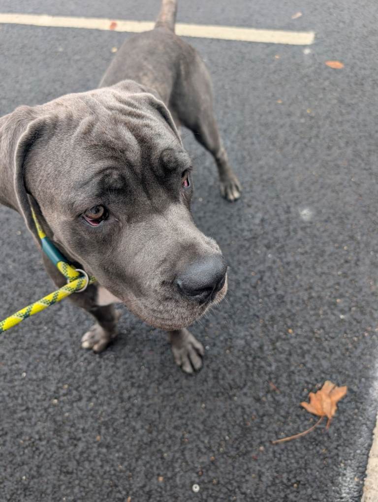 Cane corso