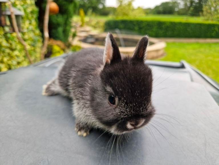 Netherland Dwarf 