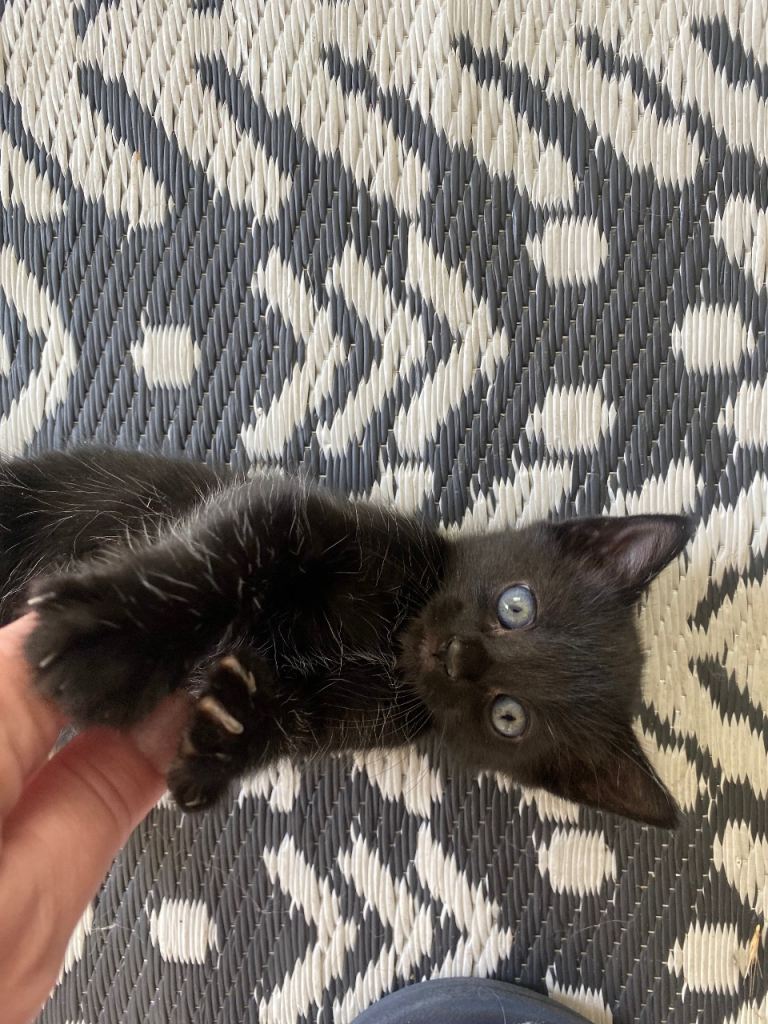 Kitten 
