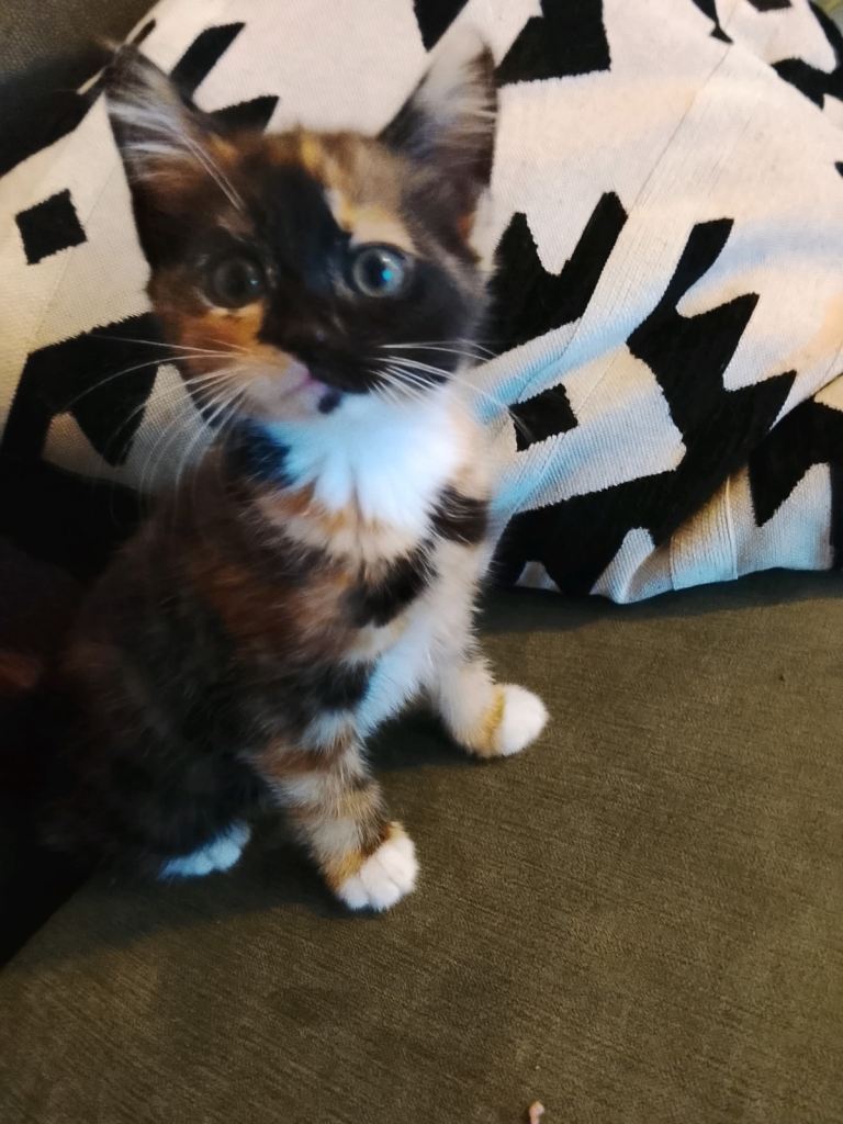 Three kittens calico/tortoise shell cat for sale