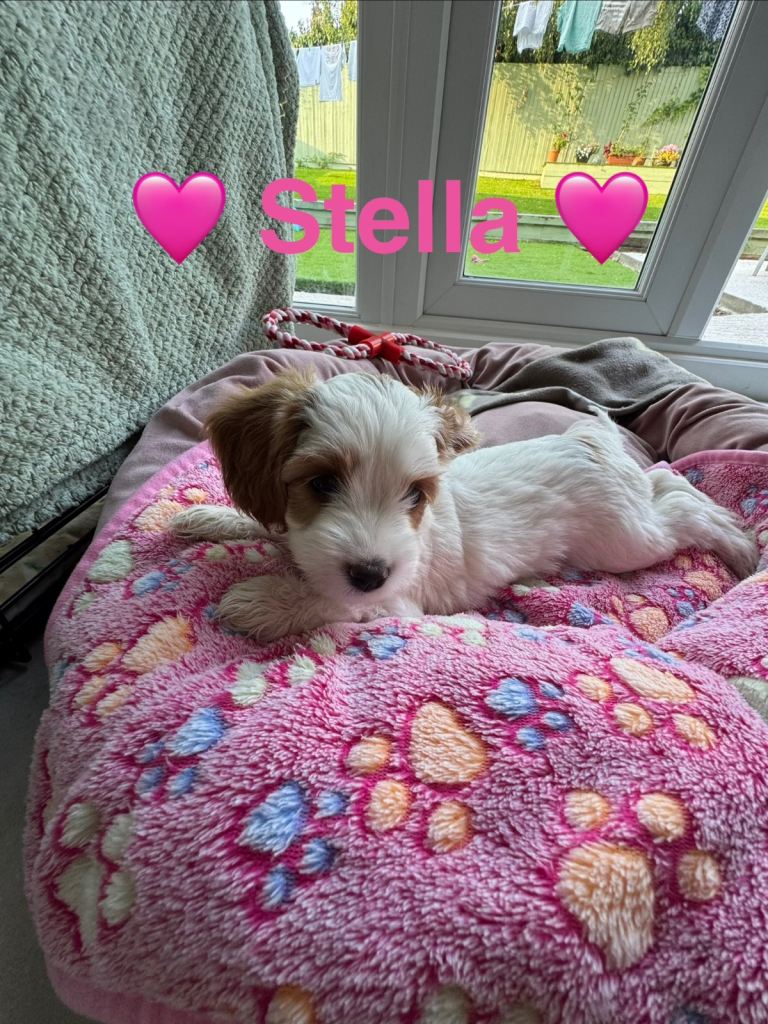 F1B Cockapoo Puppy