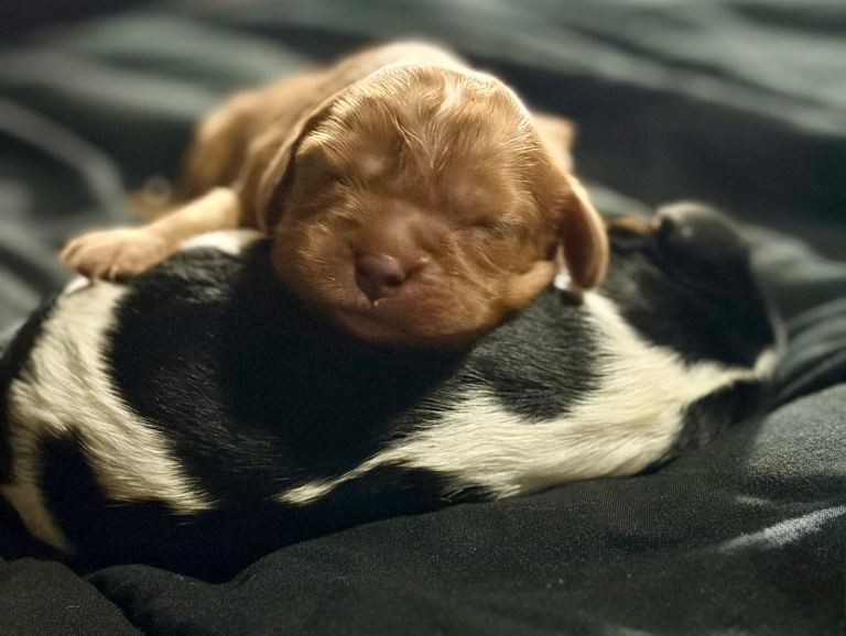 Beautiful cavalier king Charles spaniel puppies 