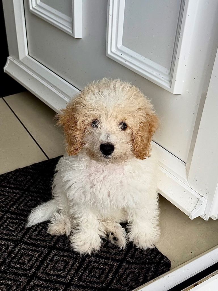 gorgeous 14-week-old boy Toy Poodle