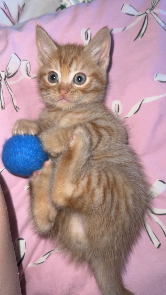 2 male ginger tabby kittens 