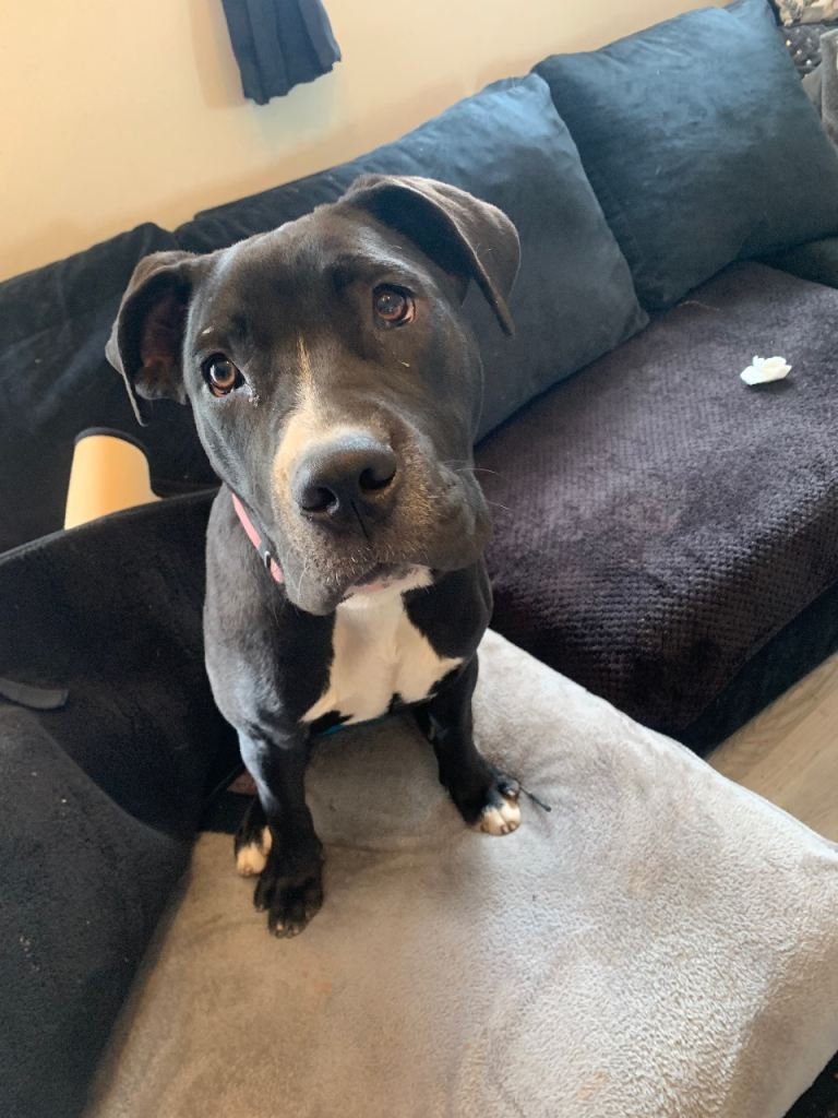 Cane corso x  still looking for new home 