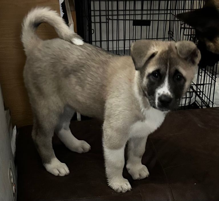 Akita Puppies 