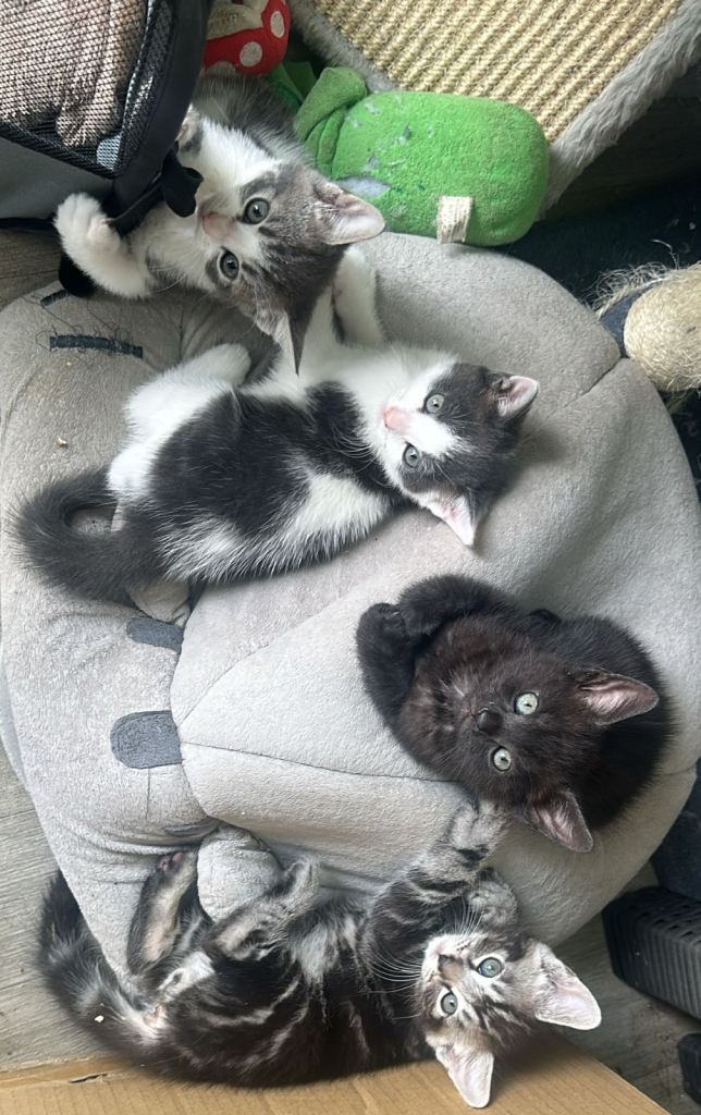 4 gorgeous kittens 🐈‍⬛ 