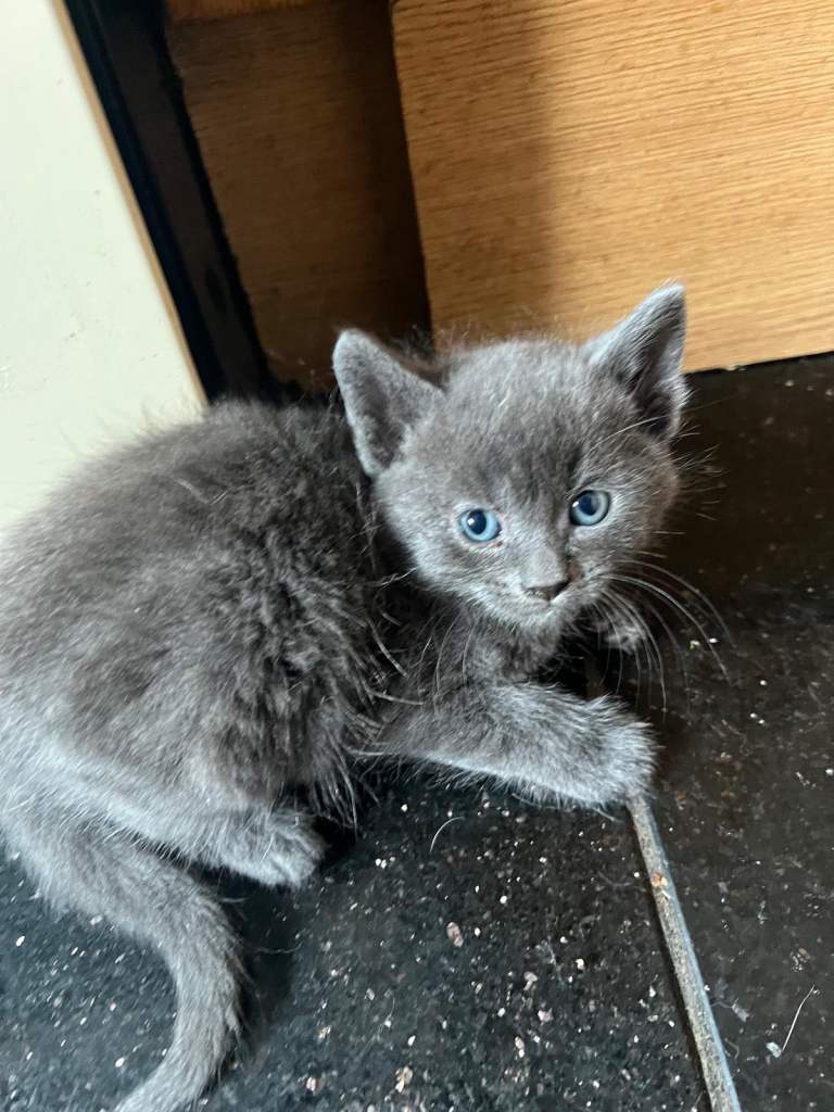 Adorable kittens looking for a loving home 