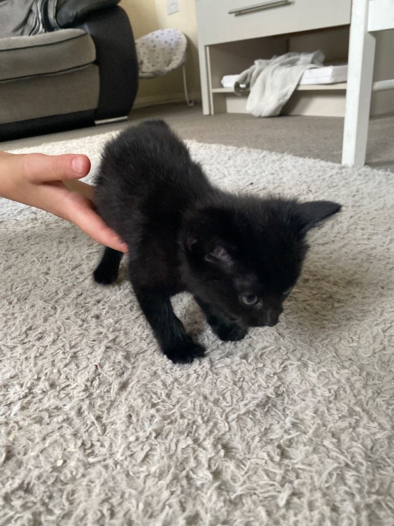 Kittens 