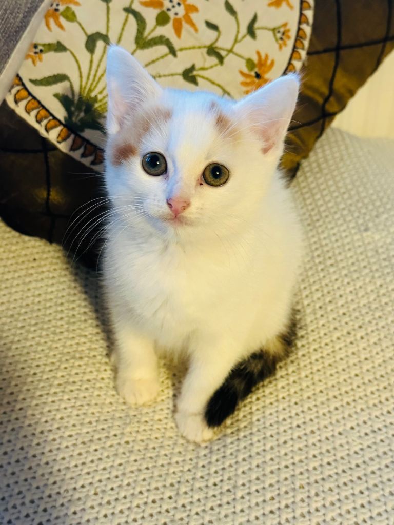 Turkish angora female kitten