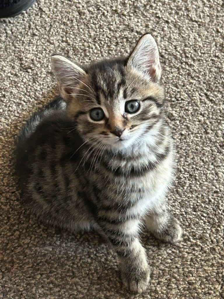 Kittens 