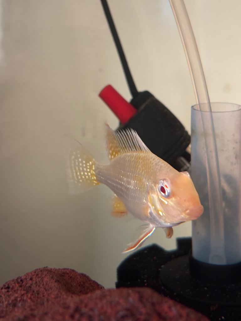 2 Albino Threadfin acara cichlid
