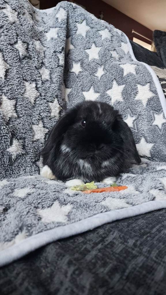 Baby Mini Lop Rabbits