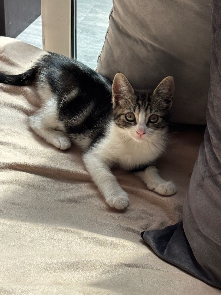Kittens for sale