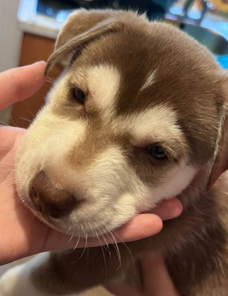 Siberian huskies 