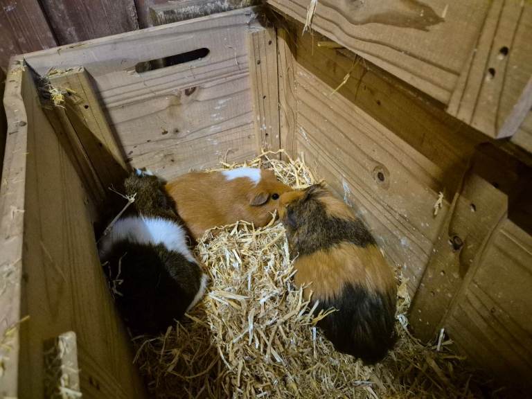 1 year old guinea pigs females 