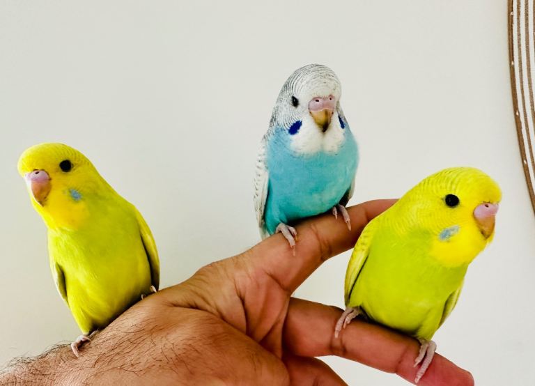 Hand tamed friendly baby budgies / birds
