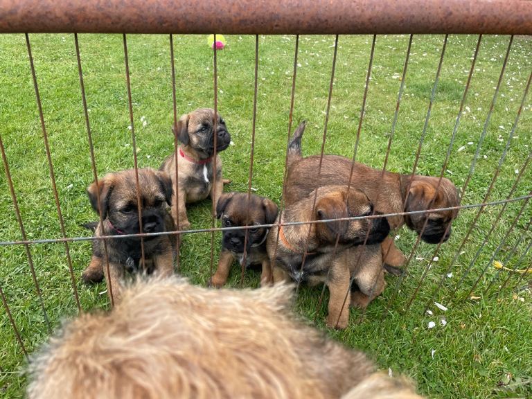 Border Terrier Puppies