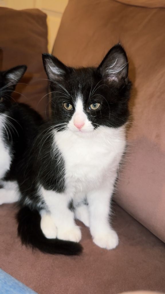 tuxedo ghost tabby kittens 