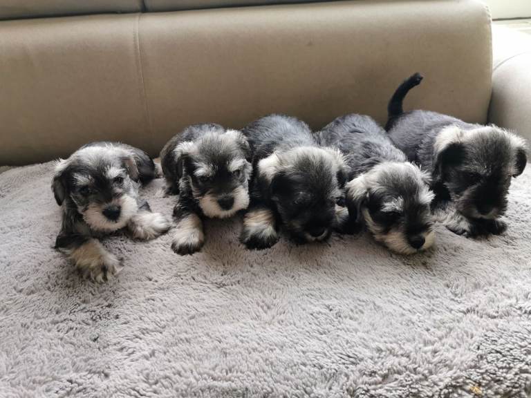 Miniature Schnauzer