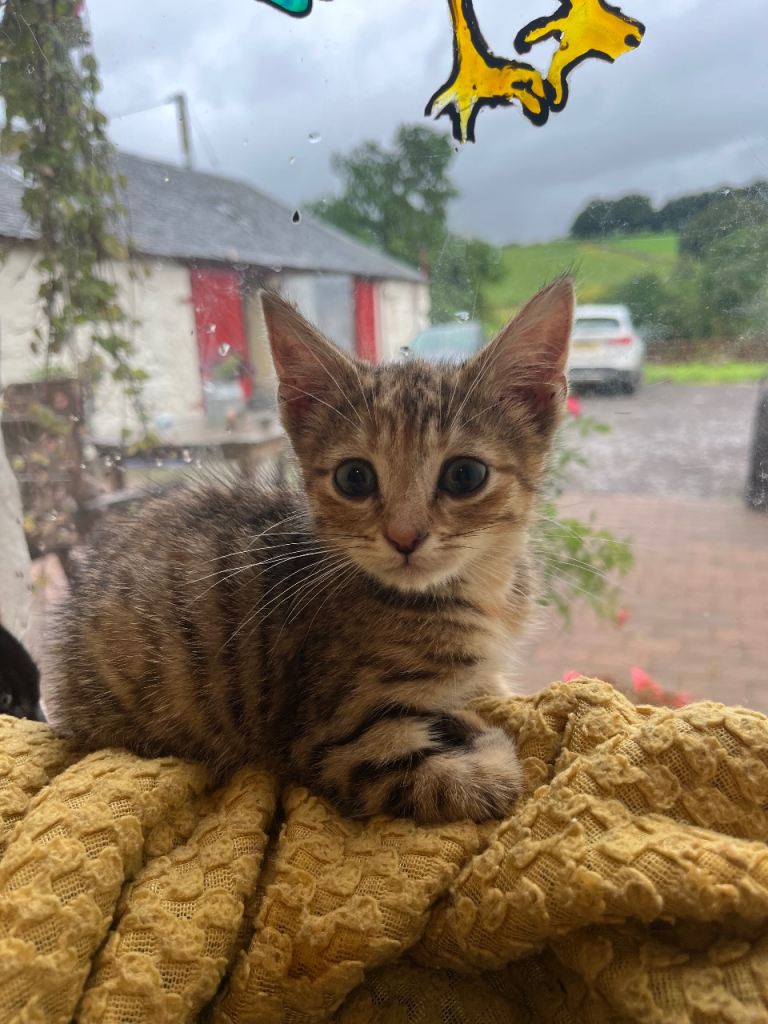Farm kittens for sale 