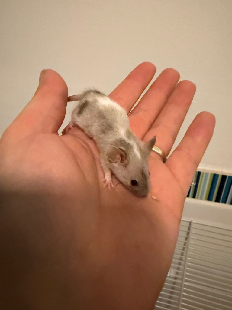 Baby pet fancy mice ( boys remaining )
