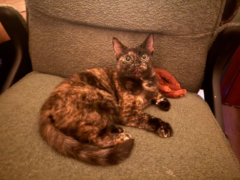 1 year old cat