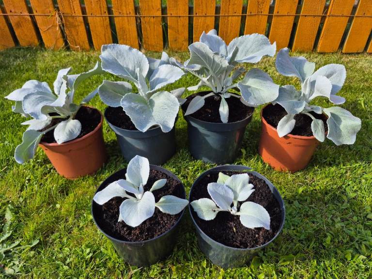 Outdoor Garden angel wings plants